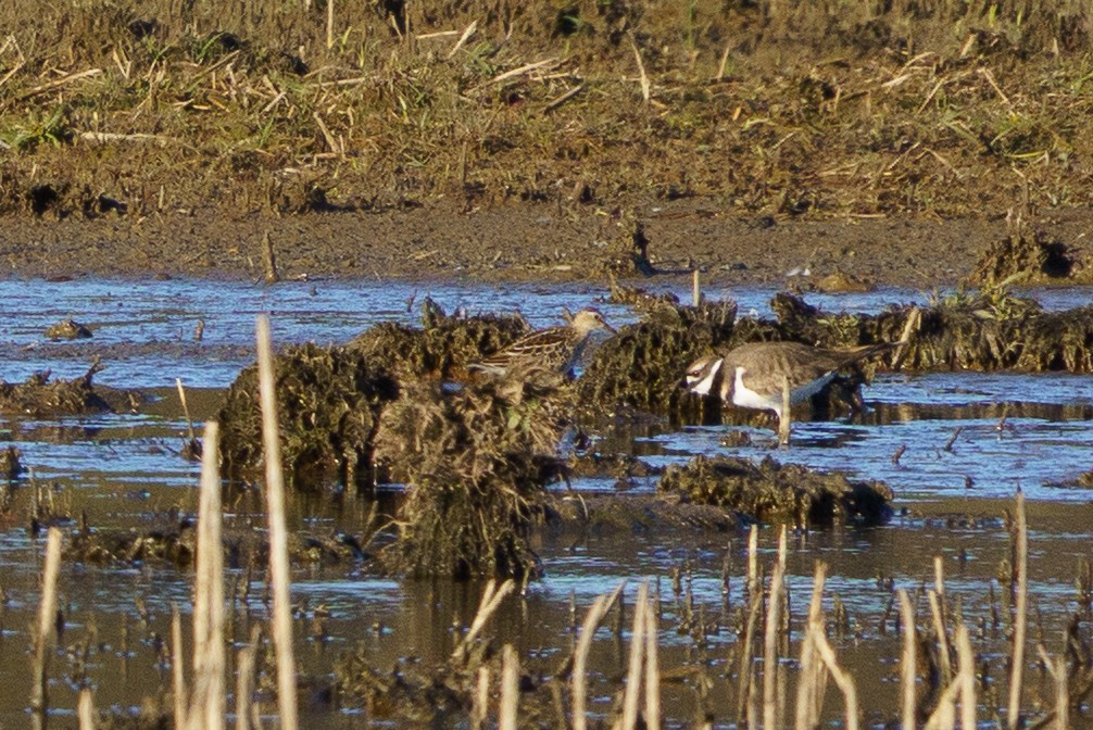 Pectoral Sandpiper - ML644824755
