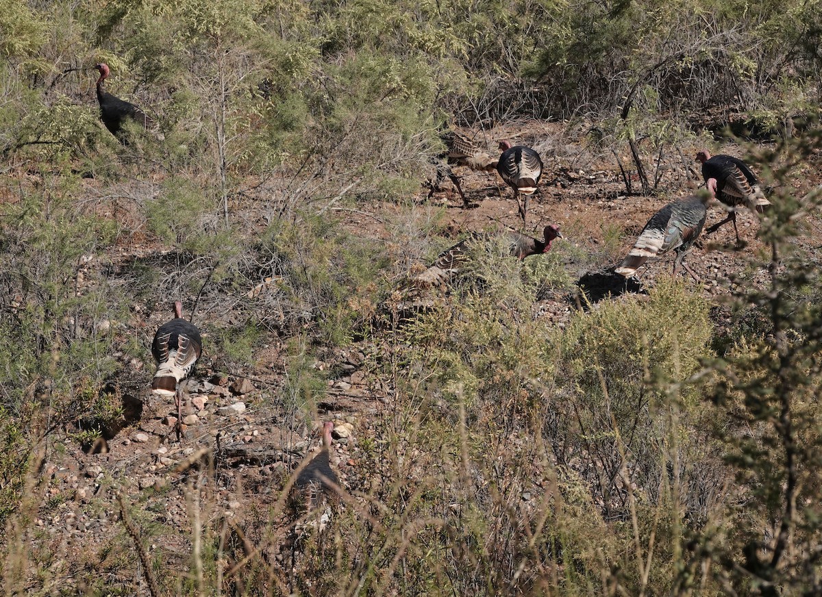 Wild Turkey - ML644824757