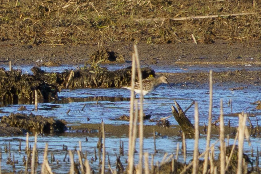 Pectoral Sandpiper - ML644824761
