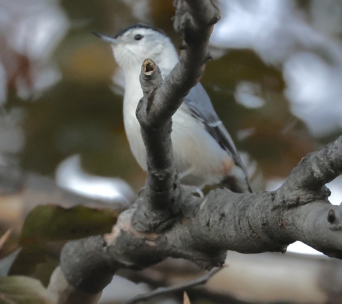 Sittelle à poitrine blanche - ML644824780