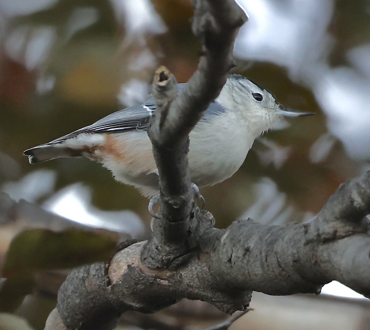 Sittelle à poitrine blanche - ML644824781