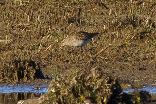 Pectoral Sandpiper - ML644824785