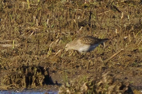 Pectoral Sandpiper - ML644824786