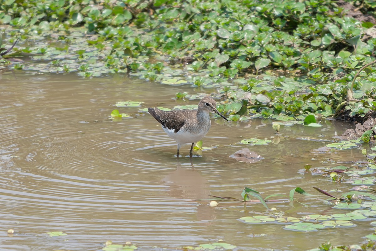 Solitary Sandpiper - ML644824787