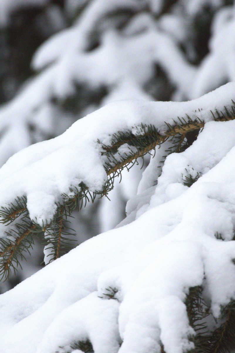 Blue Jay - ML644824798