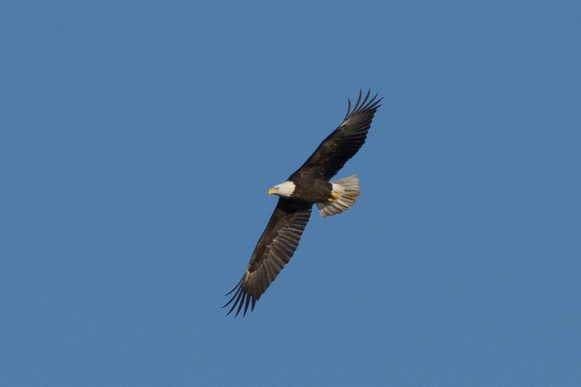 Bald Eagle - ML644824802