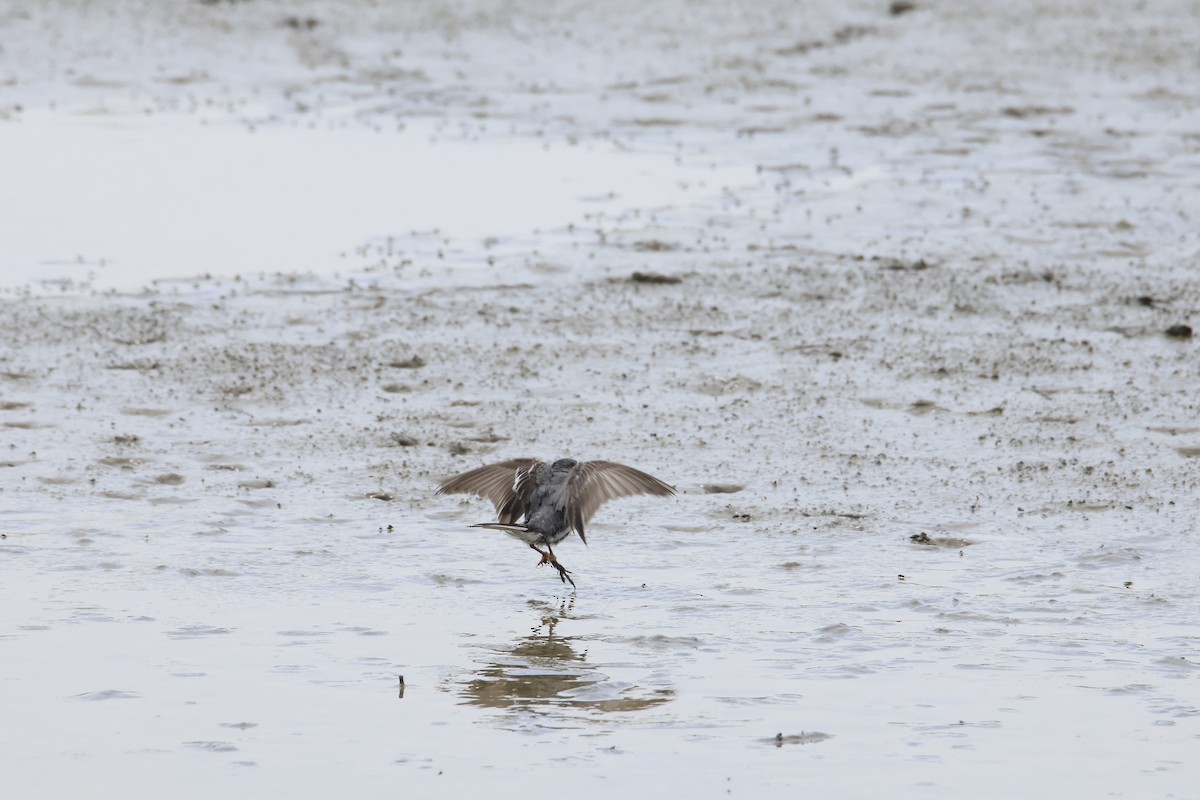 konipas bílý - ML644824805