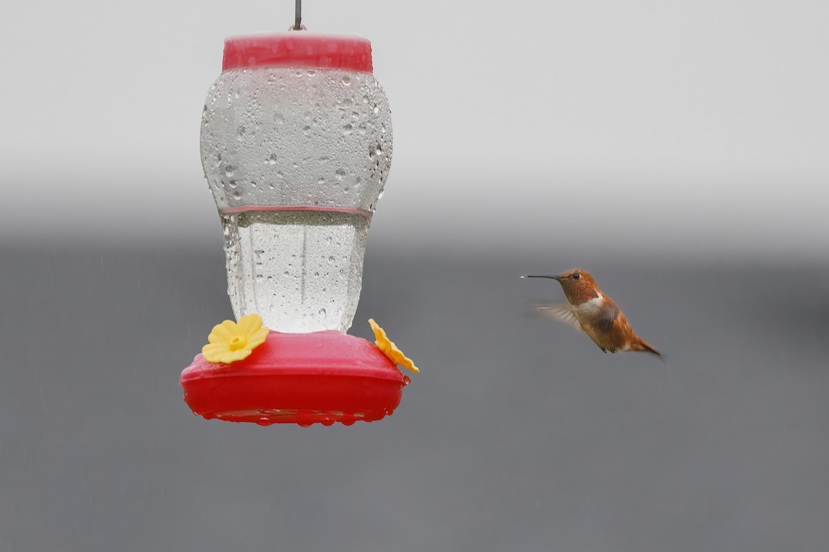 Rufous Hummingbird - ML644824808