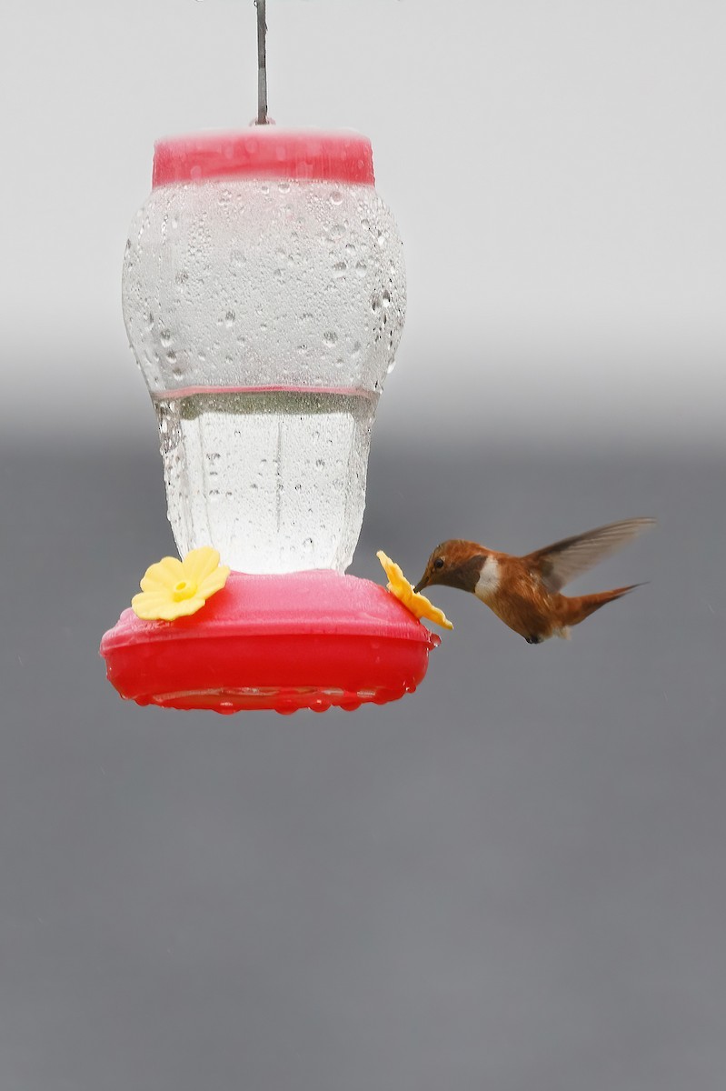 Rufous Hummingbird - ML644824809
