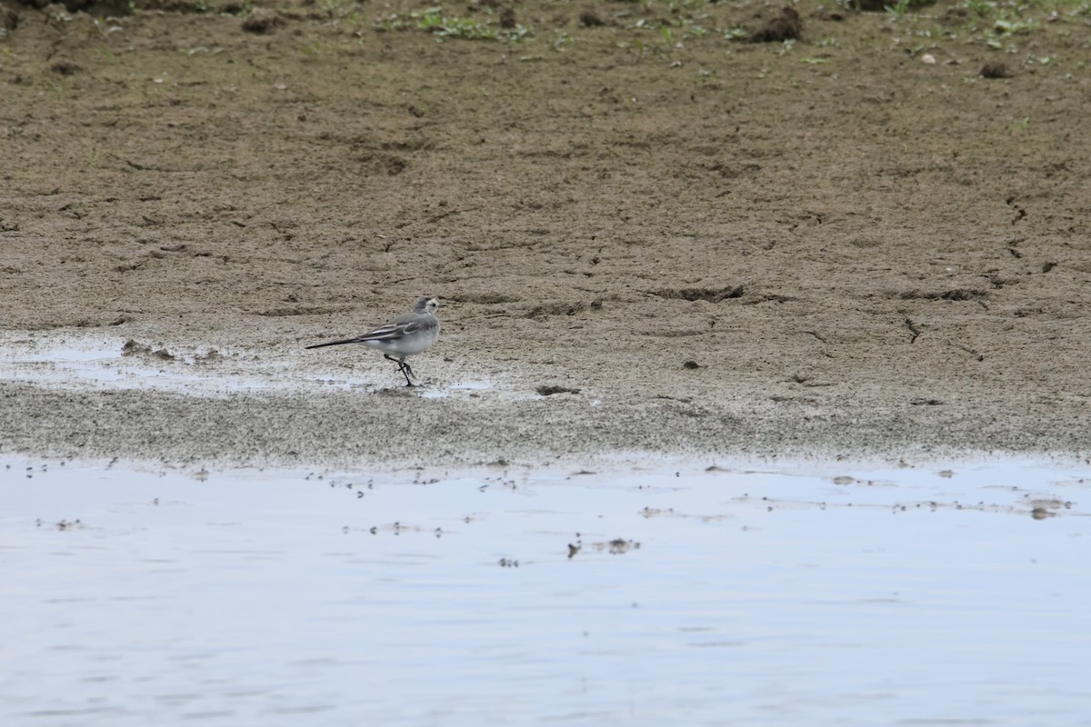 konipas bílý - ML644824810