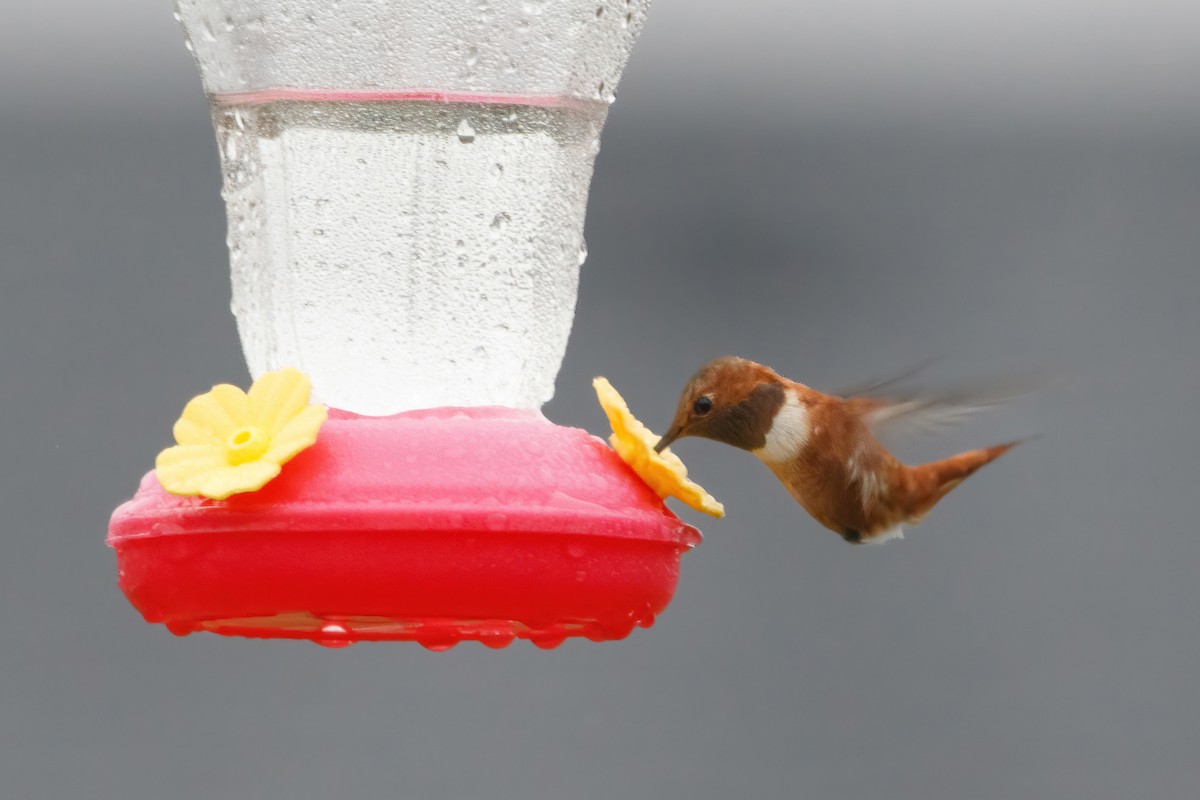 Rufous Hummingbird - ML644824814