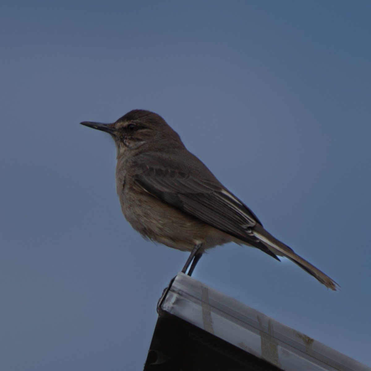 Горный гаучо - ML644824815