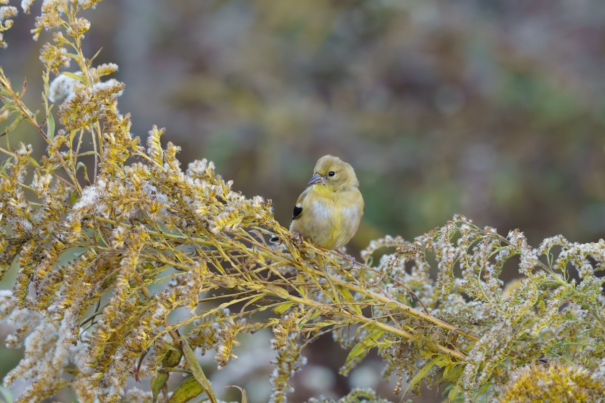American Goldfinch - ML644824818