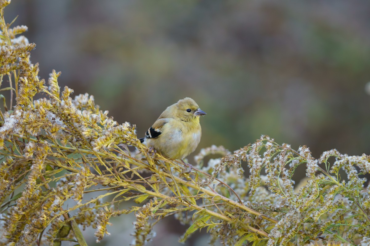 American Goldfinch - ML644824819