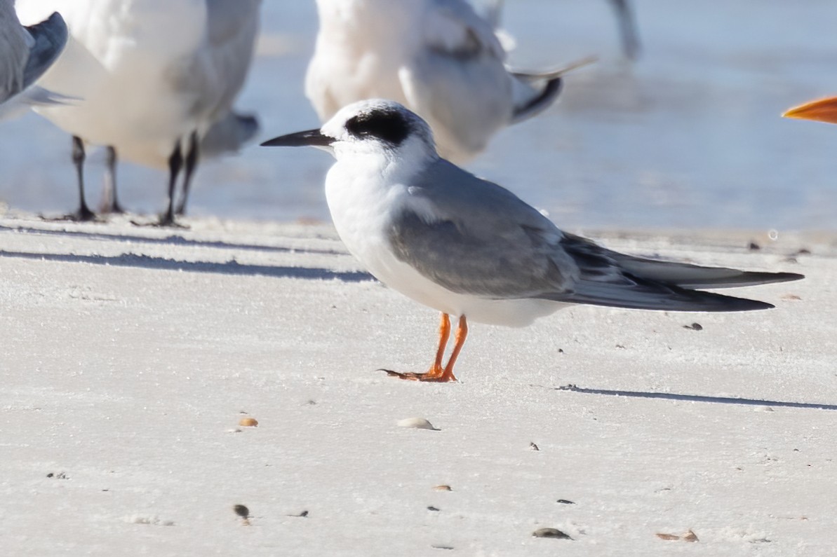 Forster's Tern - ML644824820