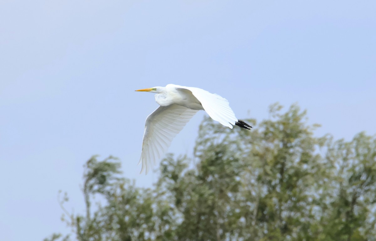 volavka bílá - ML644824821