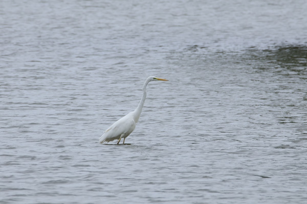 volavka bílá - ML644824824