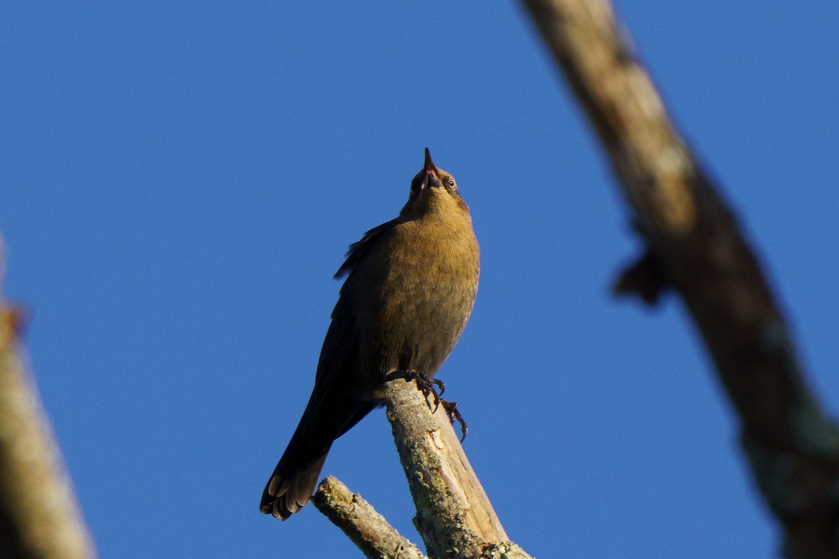 Rusty Blackbird - ML644824828