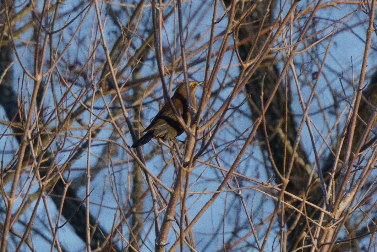 Rusty Blackbird - ML644824829