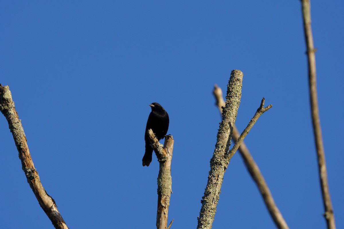 Red-winged Blackbird - ML644824840