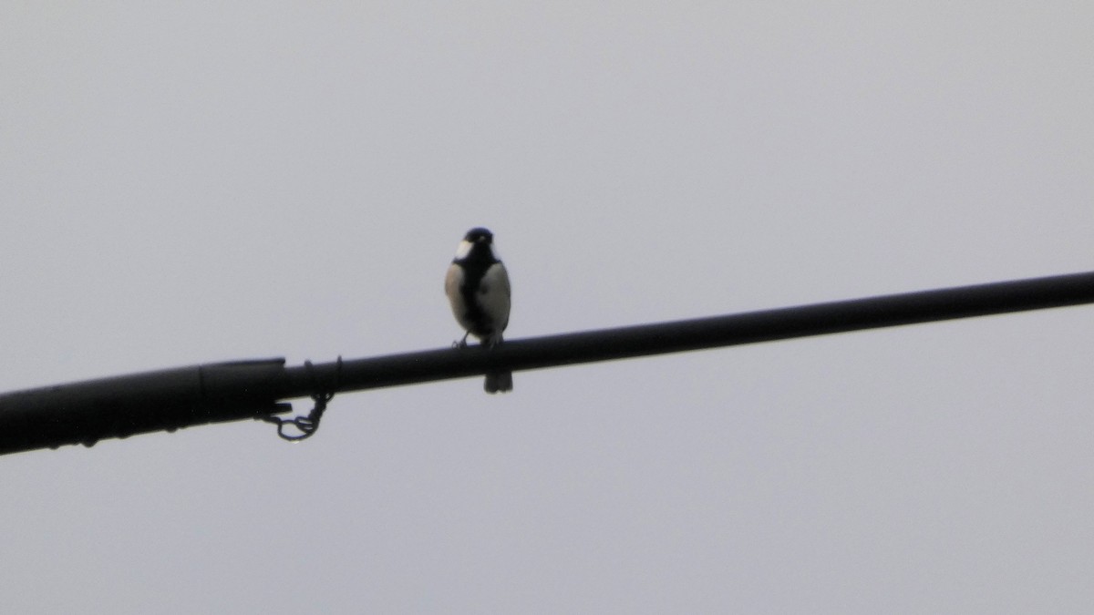 Asian Tit - ML644824846