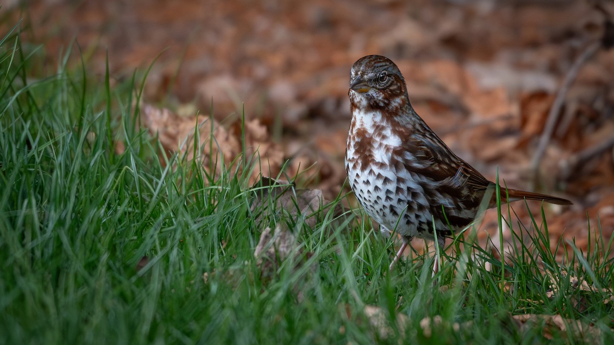 Fox Sparrow - ML644824847