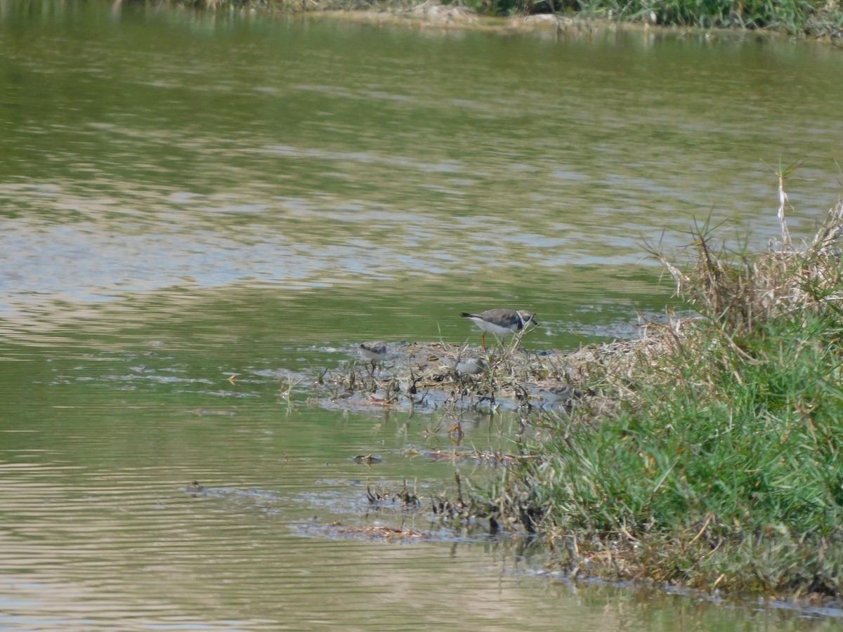 Semipalmated Plover - ML644824853