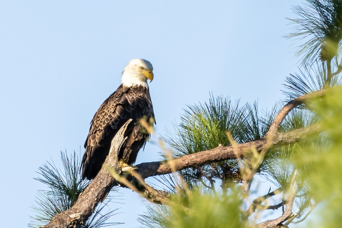 Bald Eagle - ML644824858