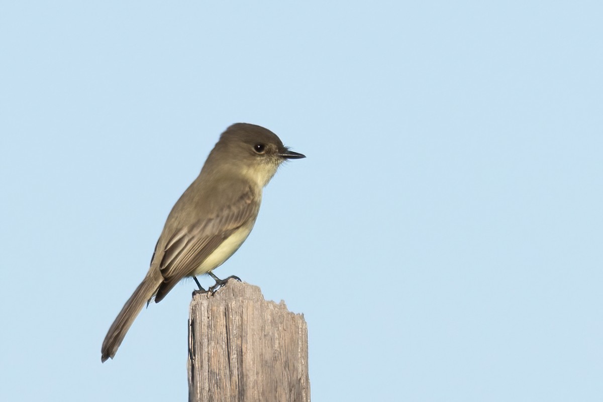 Eastern Phoebe - ML644824862