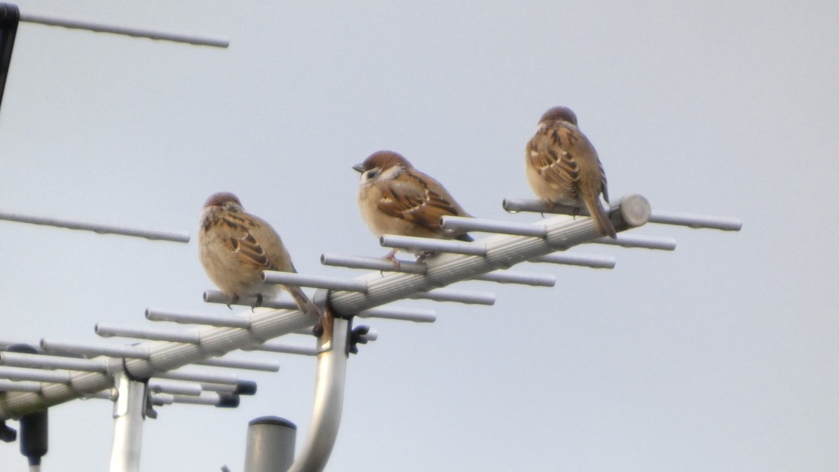 Горобець польовий - ML644824870