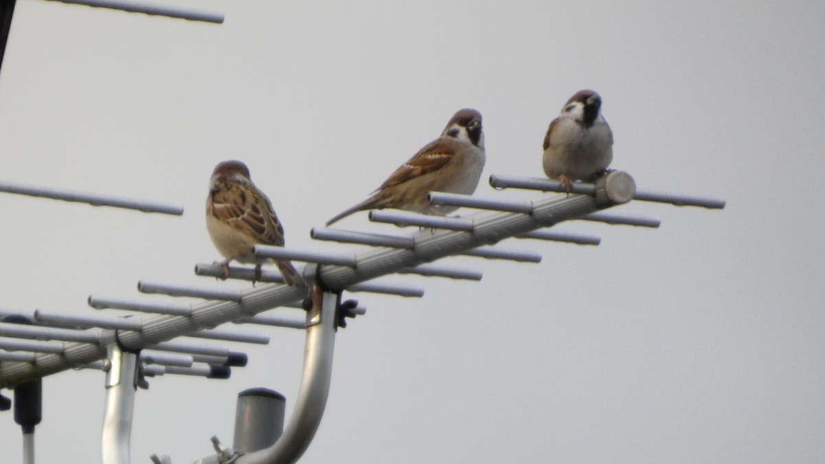 Горобець польовий - ML644824872