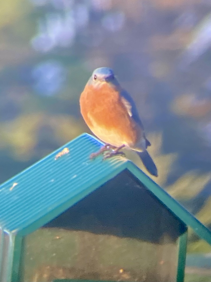 Doğulu Mavi Ardıç - ML644824890