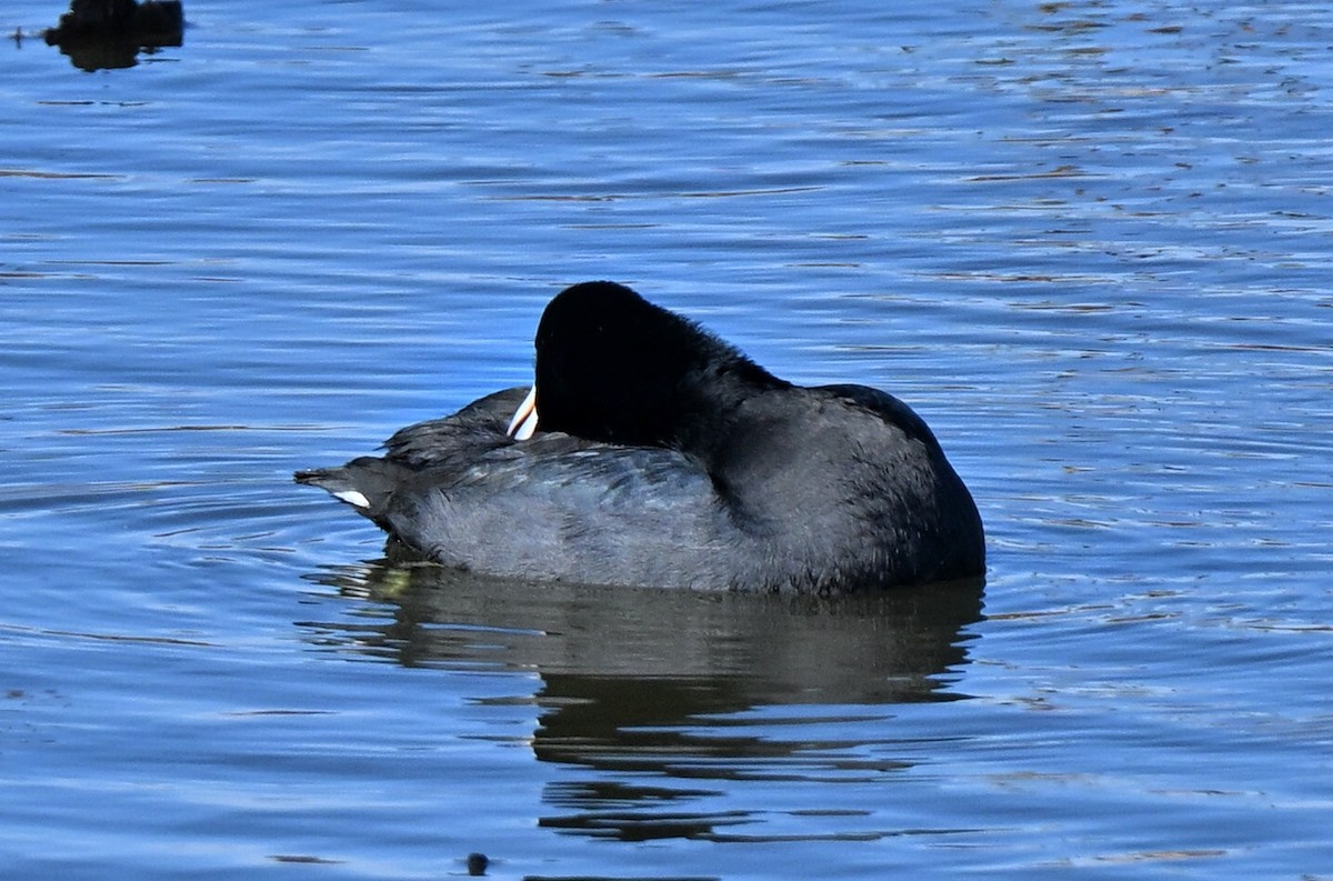 Foulque d'Amérique - ML644824895