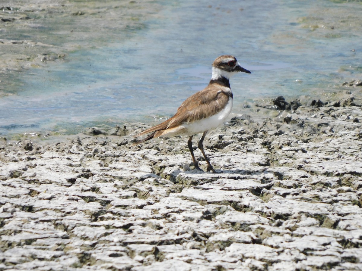 Killdeer - ML644824896