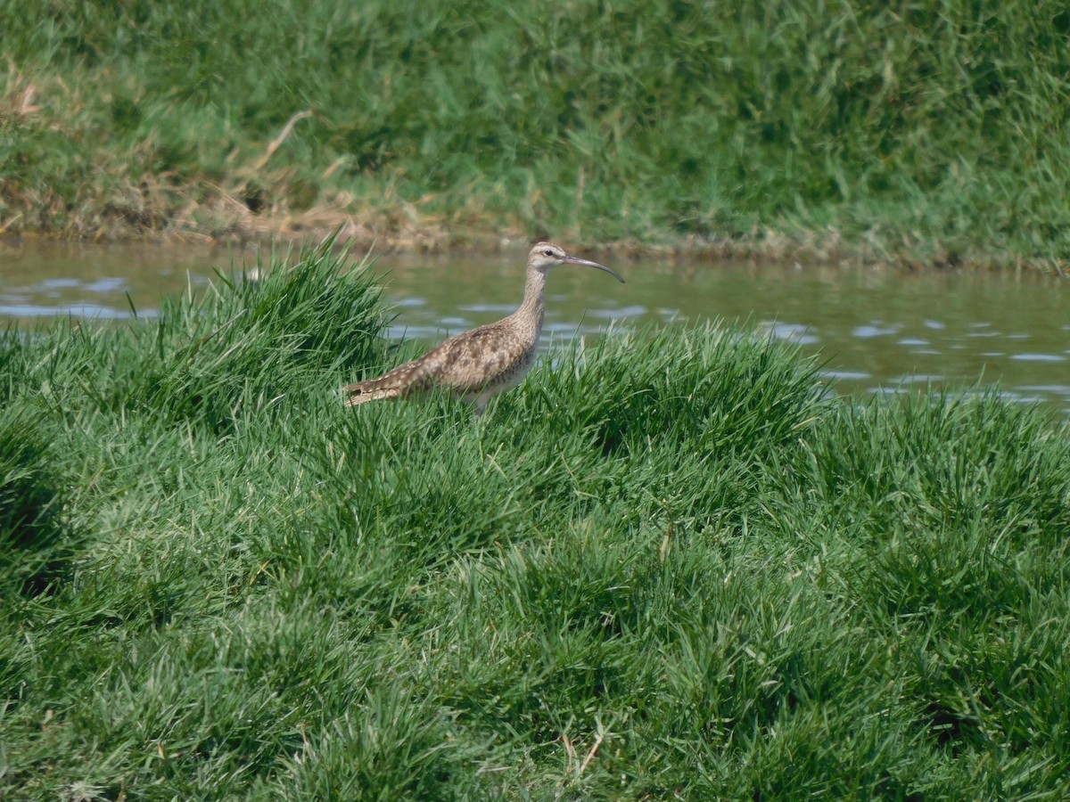Hudsonian Whimbrel - ML644824913