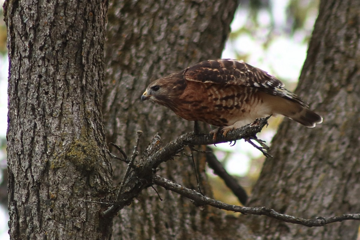 Busardo Pechirrojo - ML644824914
