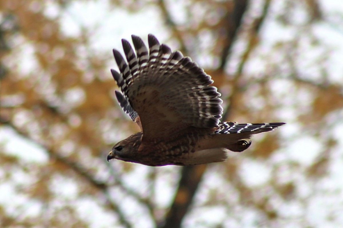 Busardo Pechirrojo - ML644824915