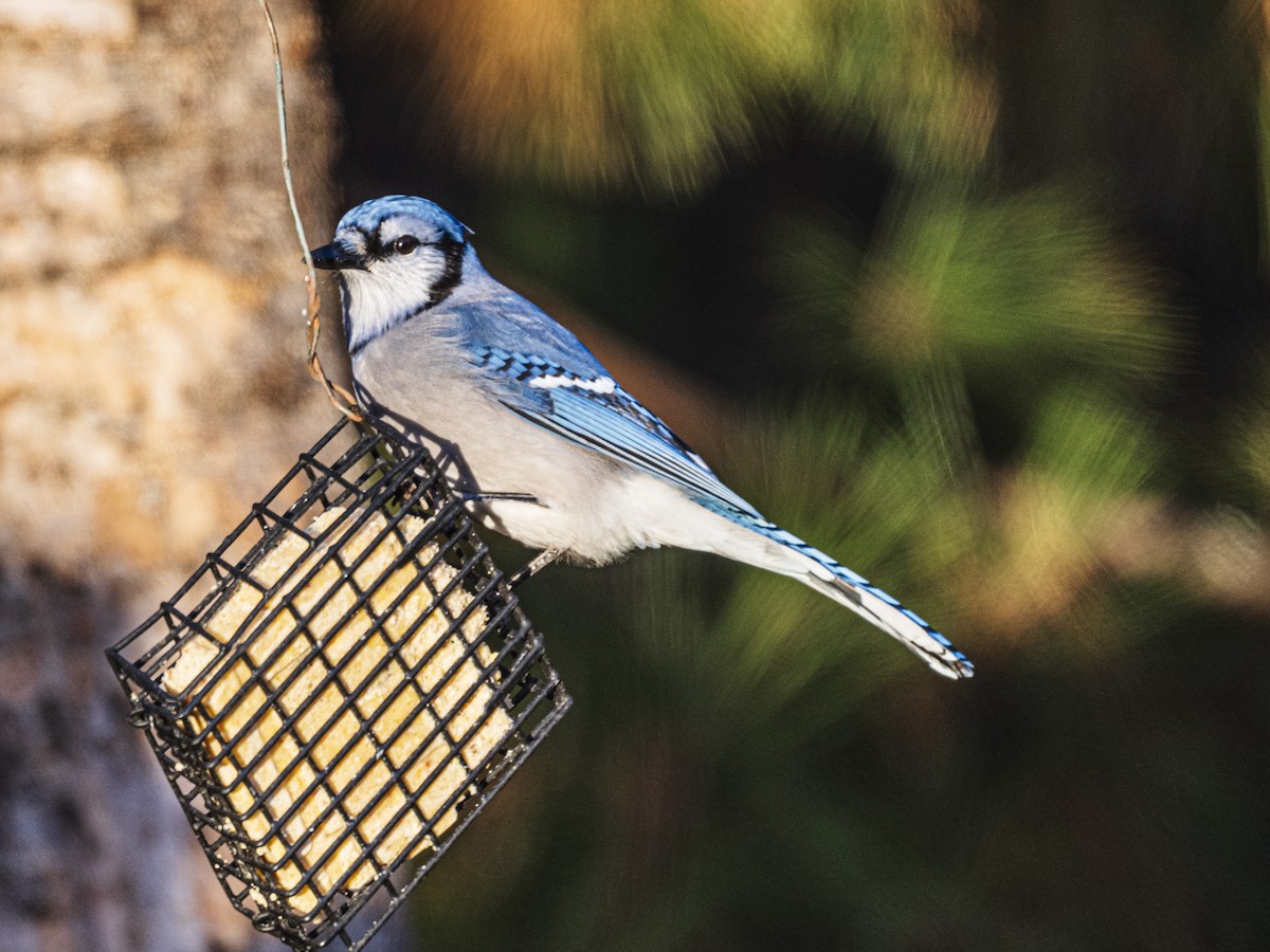 Blue Jay - ML644824920