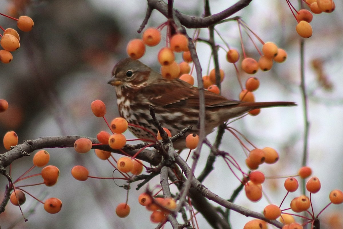 Chingolo Zorruno - ML644824927