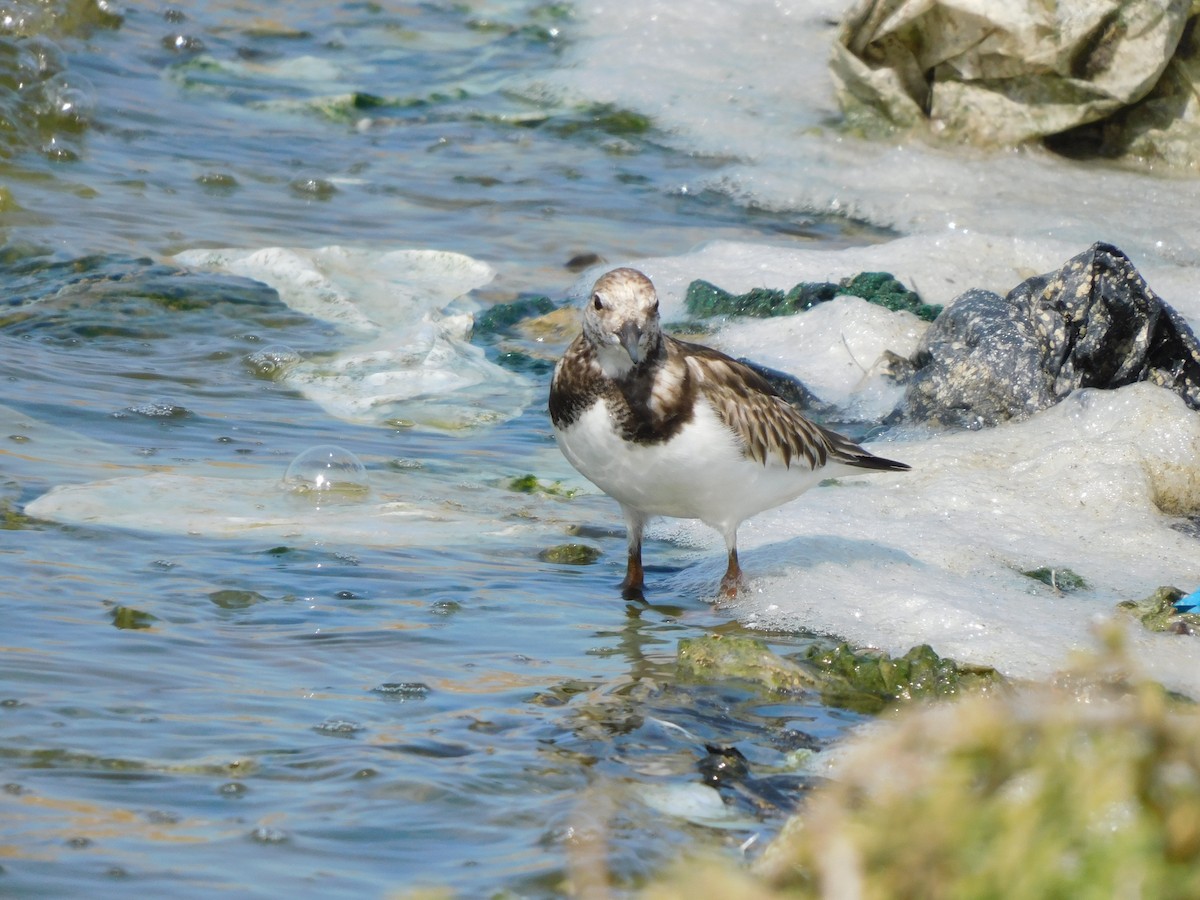 Ruddy Turnstone - ML644824935