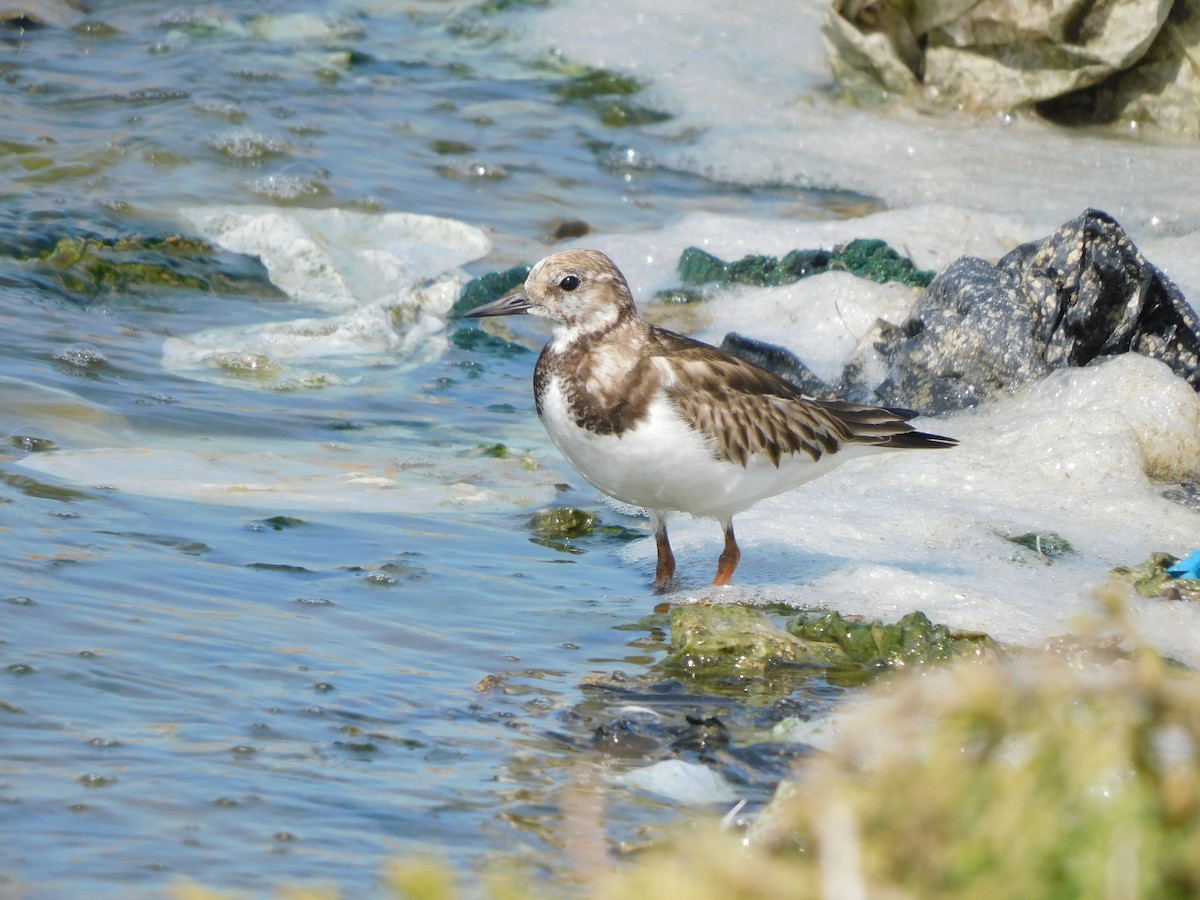 Ruddy Turnstone - ML644824936