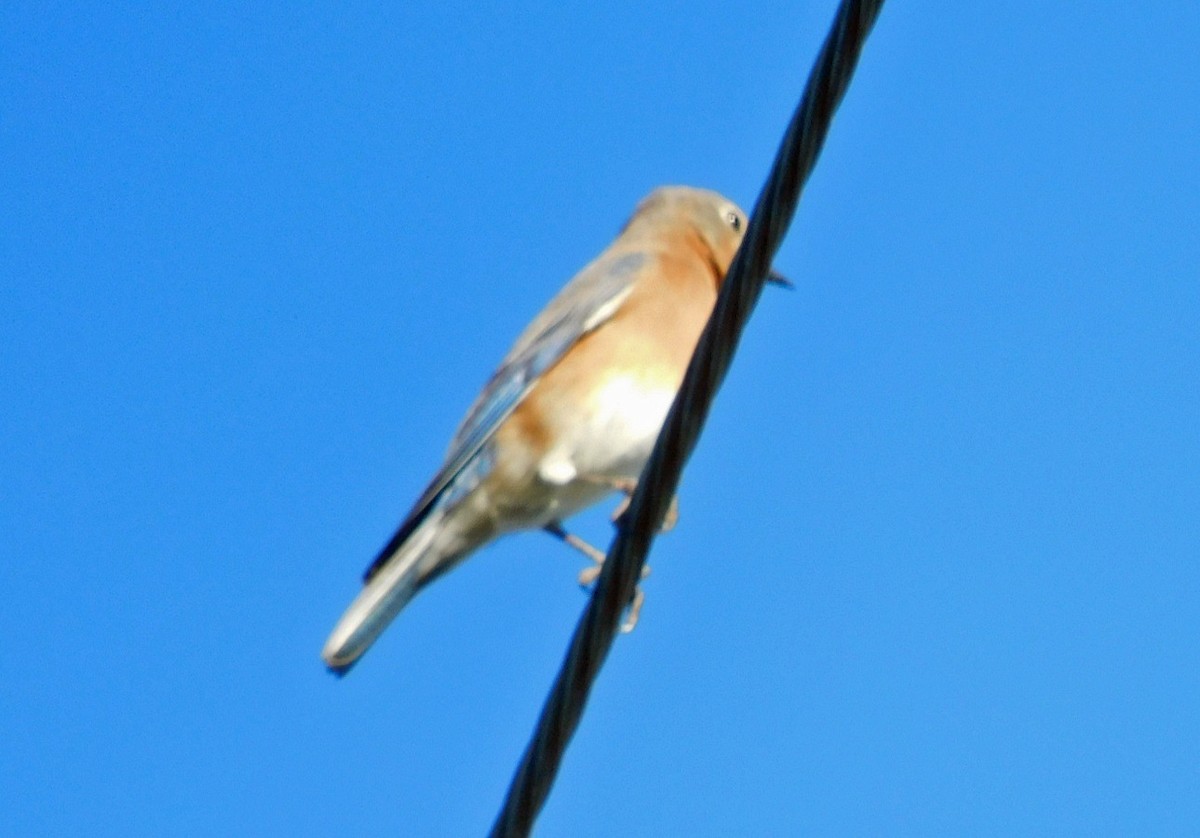 Doğulu Mavi Ardıç - ML644824939