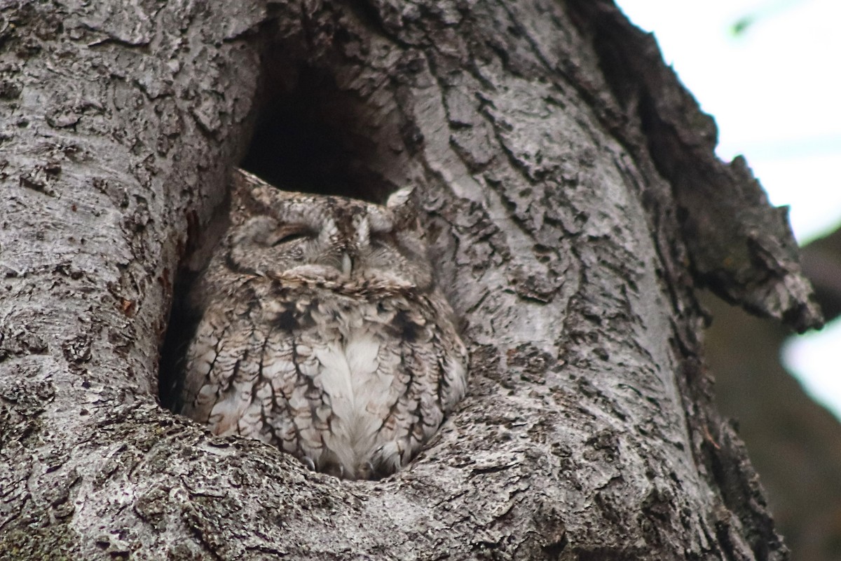 Autillo Yanqui - ML644824940