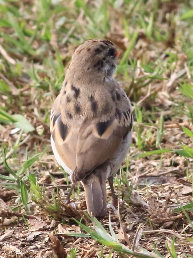 bird sp. - ML644824958