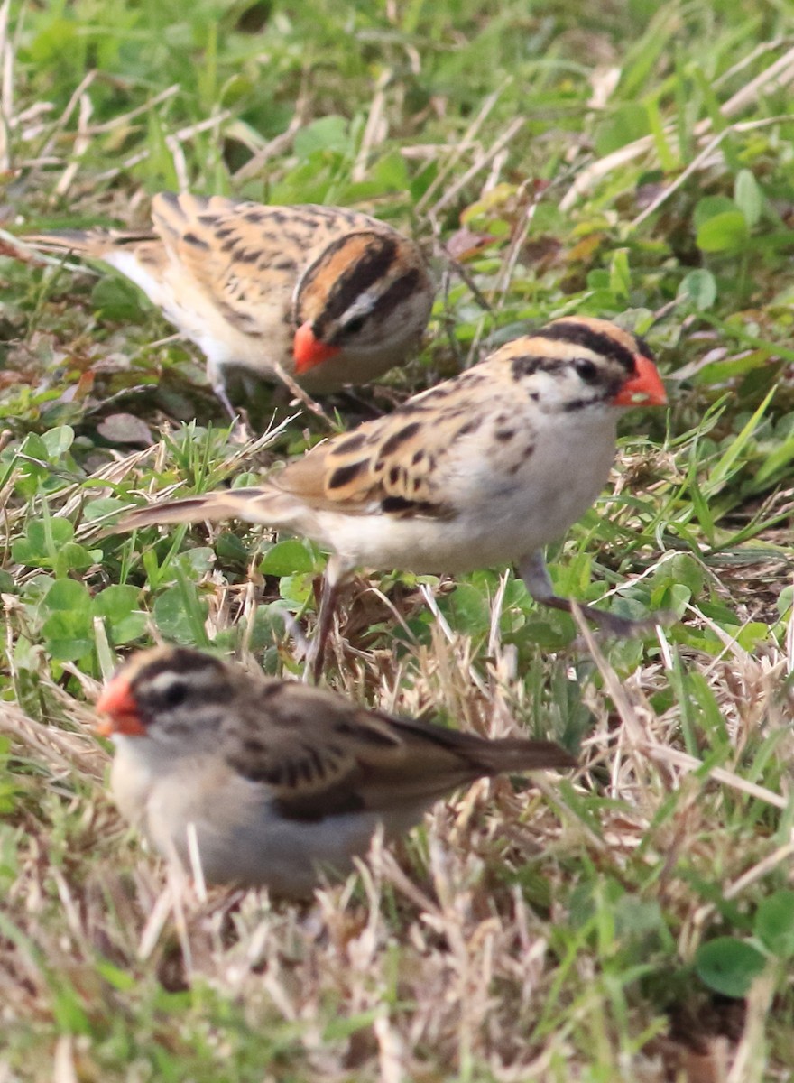 bird sp. - ML644824959