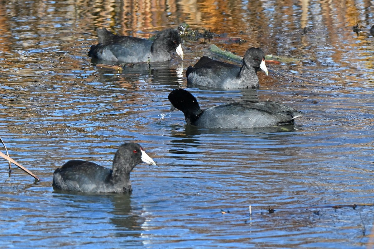 American Coot - ML644824960