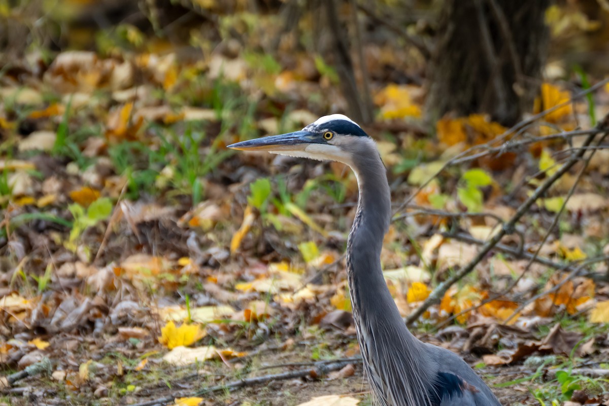 Great Blue Heron - ML644824961