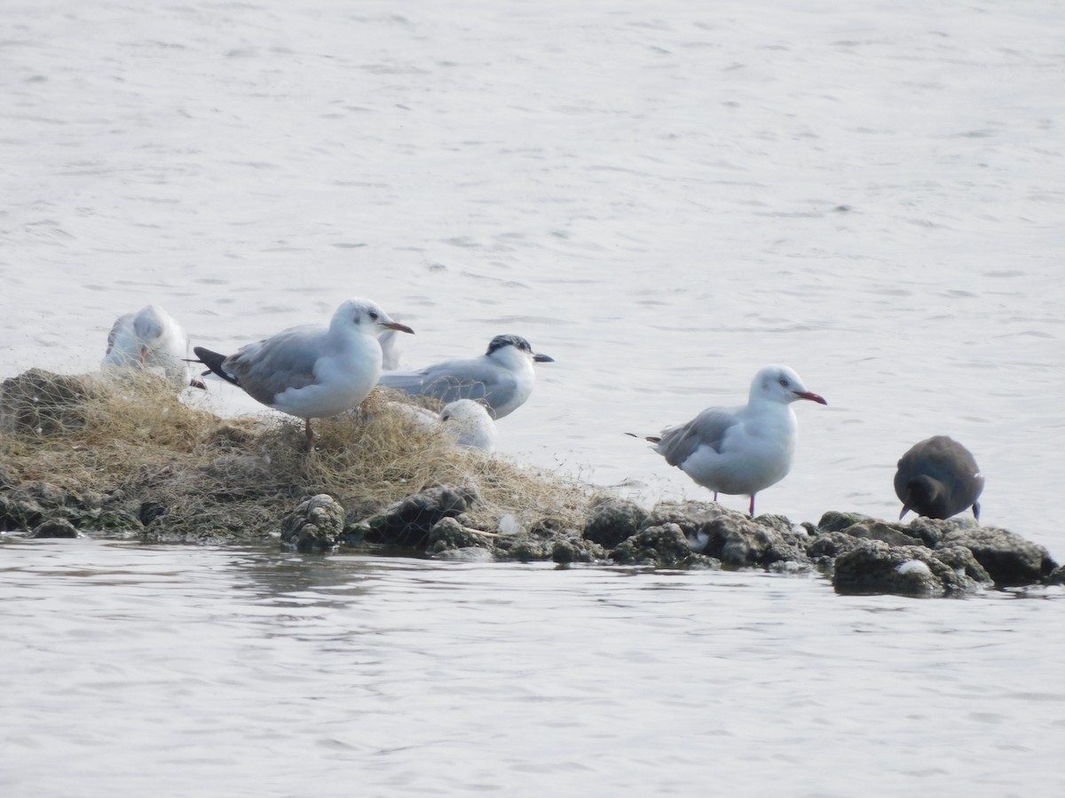 Gull-billed Tern - ML644824962