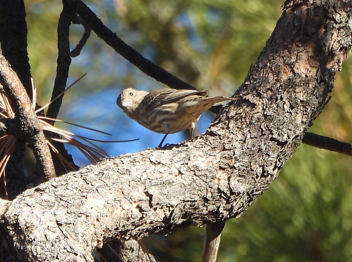House Finch - ML644824963