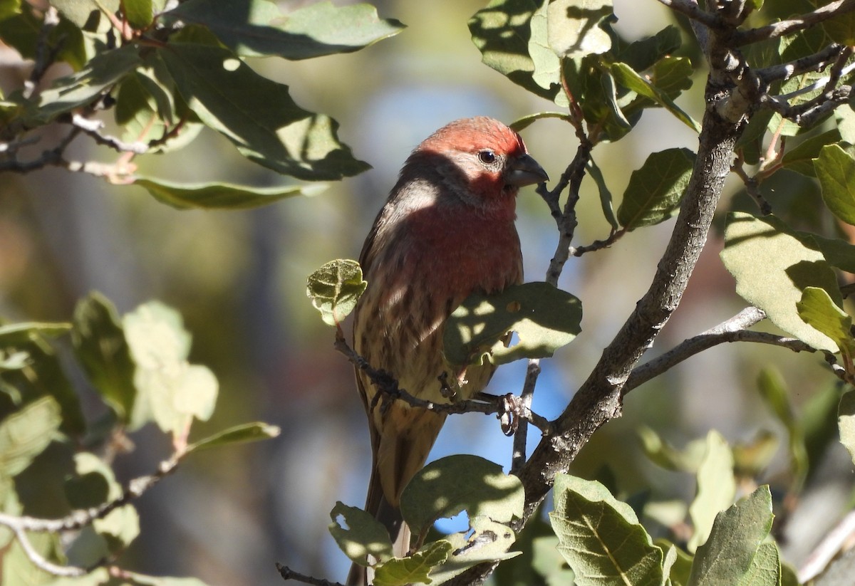 House Finch - ML644824964